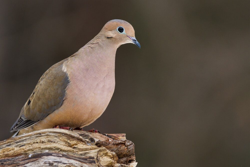 6 common birds found in trinidad tobago life in trinidad 6 common birds found in trinidad tobago life in trinidad