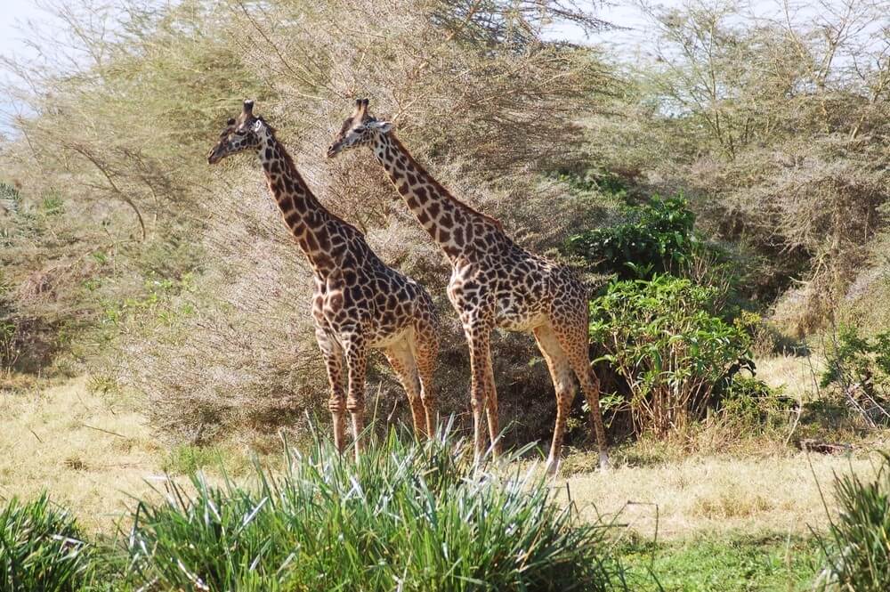 africa